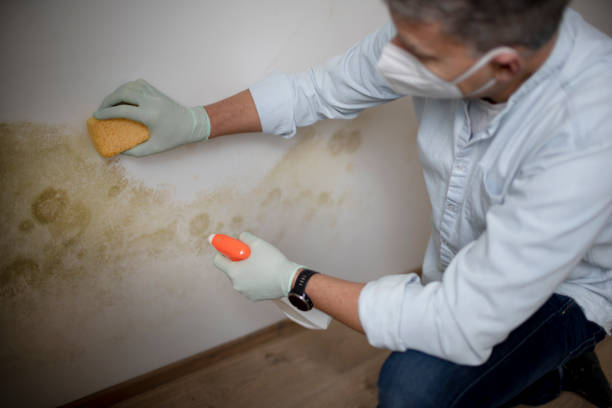 Best Commercial Mold Removal  in Mayo, SC