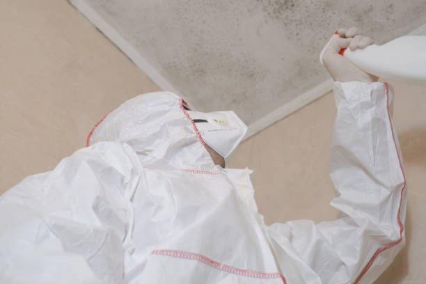 Professional Mold Removal in Mayo, SC